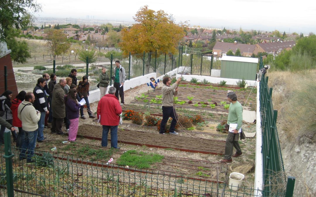Desarrollo de programa de huertos urbanos