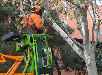 Nuevo plan para cuidar mejor los árboles ripenses
