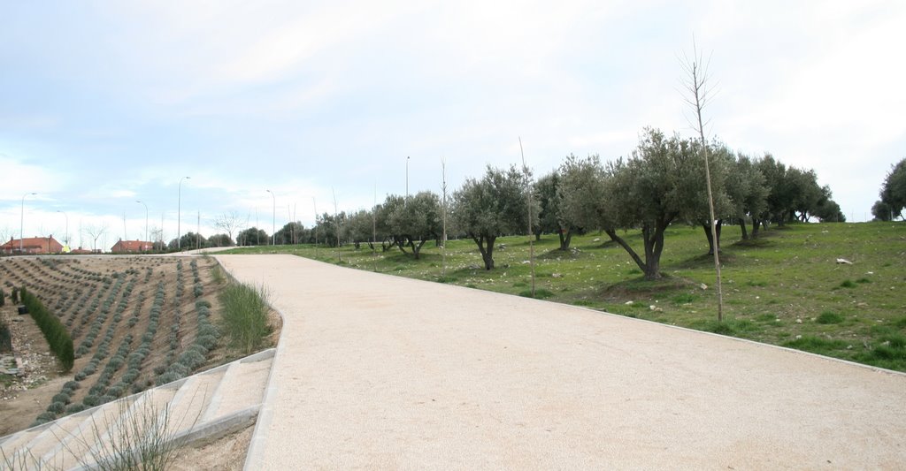 Recuperación mejora y dotación de espacios verdes en torno a El Olivar como elemento integrado en el entorno urbano